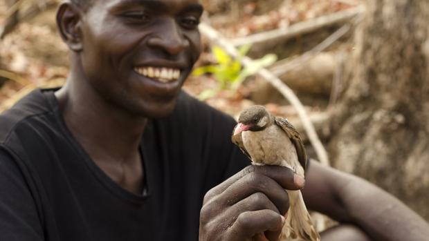 El curioso caso del pájaro que se comunica y colabora con los humanos pero explota a otras aves