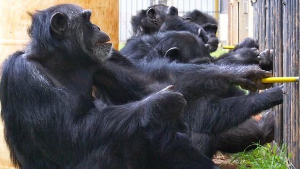 Los chimpancés también son capaces de cooperar