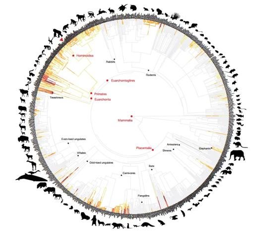 Evolución de las agresiones letales entre miembros de la misma especie en mamíferos no humanos