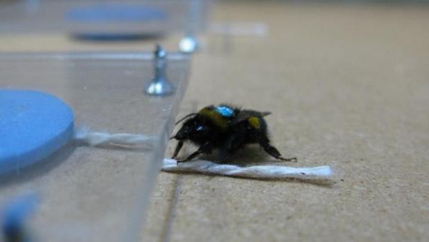 Una abeja se afana en tirar de una cuerda para sacar una flor artificial colocada bajo un plástico