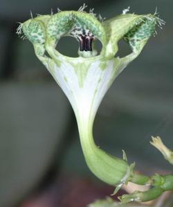 Descubren una flor mentirosa que huele a muerte