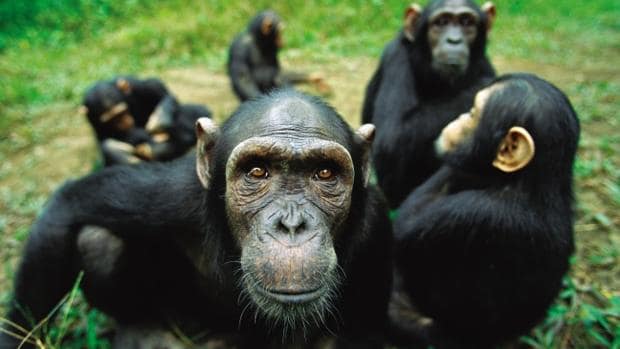 Los simios saben lo que piensas... y que te equivocas