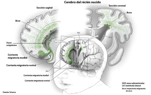 En el cerebro de los bebés sí nacen nuevas neuronas