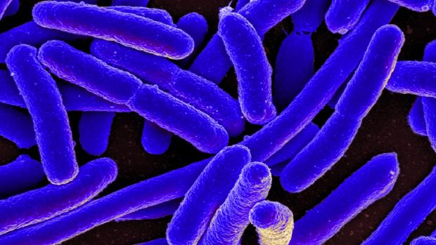 Una nueva arma para luchar contra las súperbacterias