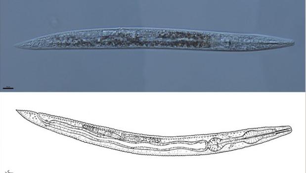 Dibujo y microscopia del nuevo nematodo Protorhabditis hortulana