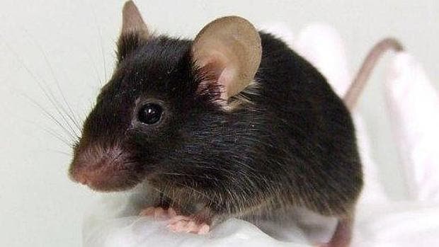 Los ratones producen vocalizaciones ultrasónicas para cortejar o defender su territorio