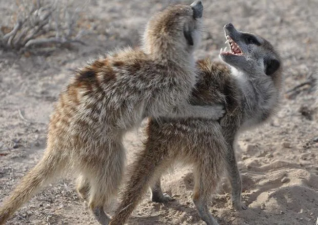 «¡Me tienes contenta!». Los suricatos forman grupos sociales regidos por una hembra dominante y hasta 50 subordinados
