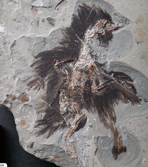 Fósil del Eoconfuciusornis hallado en China