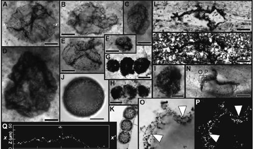 Estructuras encontradas en las rocas y asociadas con microbios