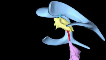 No es la última creación de un cineasta de ciencia ficción, sino una estructura del cerebro