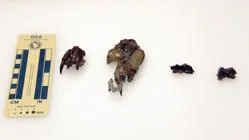 Cuatro especímenes fosilizados del didelphodon vorax. De izquierda a derecha: un hocico parcial, un cráneo casi completo y dos huesos de la mandíbula superior