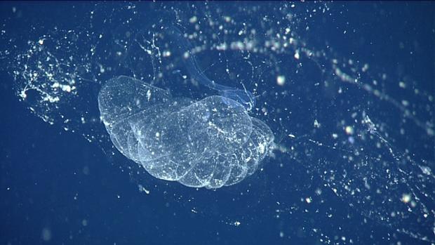 El larváceo gigante en la Bahía de Monterey