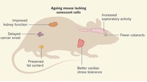 Ratón con células senescentes bloquedas: mejor función renal, retraso en la formación de tumores, mejor tolerancia al estrés cardiaco, menos riesgo de cataratas