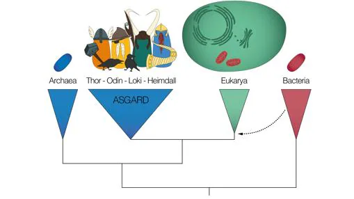 Árbol «genealógico» de los tres dominios de la vida (Arqueas, Eucariotas y Bacterias), y su relación con las Arqueas de Asgard