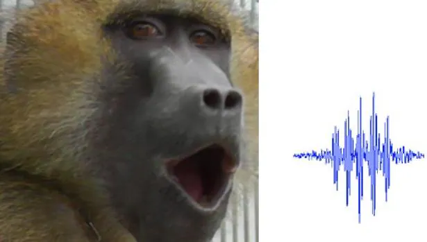 Un babuino vocalizando