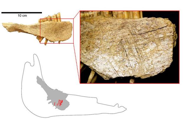 Mandíbula de caballo que muestra que la lengua del animal fue cortada con una herramienta de piedra