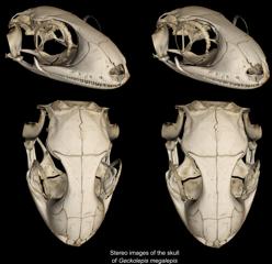 Modelo 3D del cráneo de Geckolepis megalepis