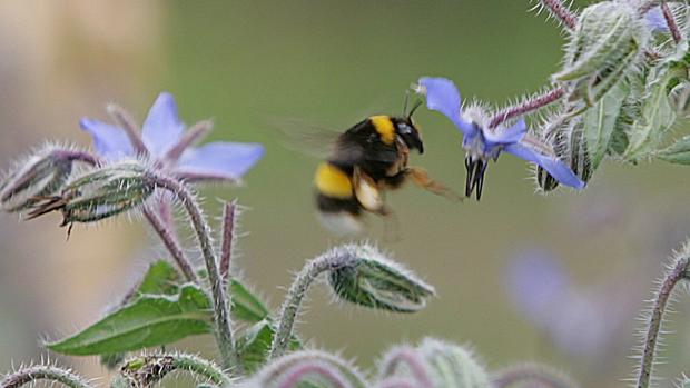 Un abejorro vuela hacia una flor para obtener néctar