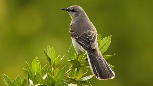 El cenzontle, el pájaro de los 200 trinos