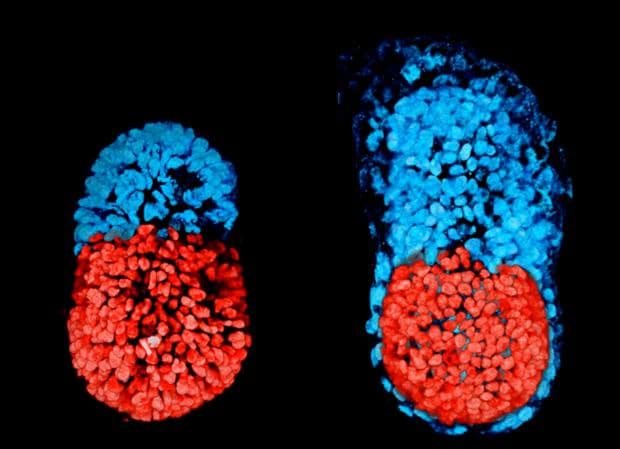 Esta imagen muestra un embrión de ratón fabricado en el laboratorio a las 96 horas de desarrollo (izquierda) y otro cultivado in vitro durante 48 horas (derecha). La zona en rojo es embrionaria y la azul la que dará lugar a la placenta
