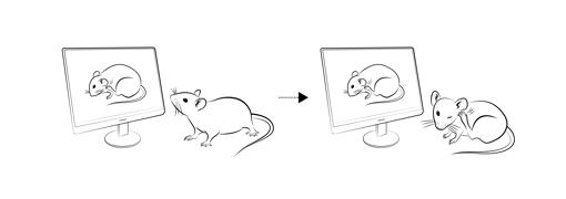 En el experimento, el ratón se rasca tras ver a otro haciéndolo en la pantalla