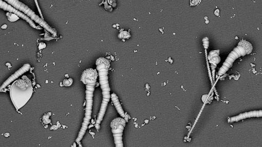 Biomorfos obtenidos con agua no obtenida en medio natural