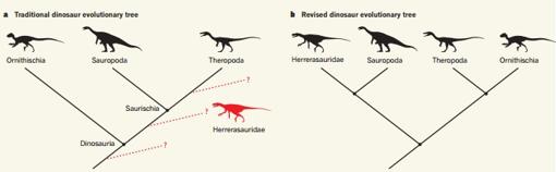 A la izquierda, el árbol evolutivo tradicional de los dinosaurios. A la derecha, el propuesto por los investigadores de Cambrige