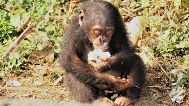 Un chimpancé come fruta