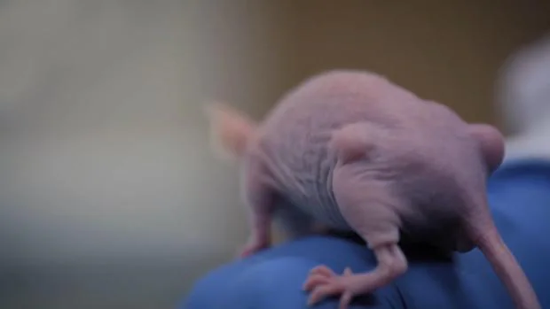 Uno de los ratones avatar del animalario del Centro Nacional de Investigaciones Oncológicas