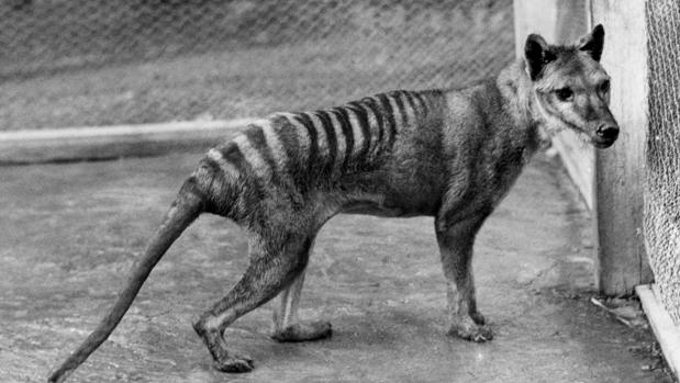 Fotografía de archivo de un tigre de Tasmania, que se cree extinto desde 1936