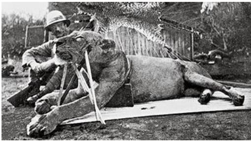 El teniente coronel John Patterson posa junto a uno de los leones devoradores de hombres que cazó en 1898