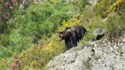 Oso macho en la Cordillera Cantábrica