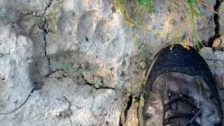 Huella de mano de oso en los Cárpatos polacos