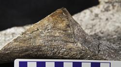 Un fémur con fracturas del mastodonte