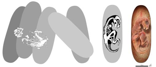 Reconstrucción del embrión de Beibeilong