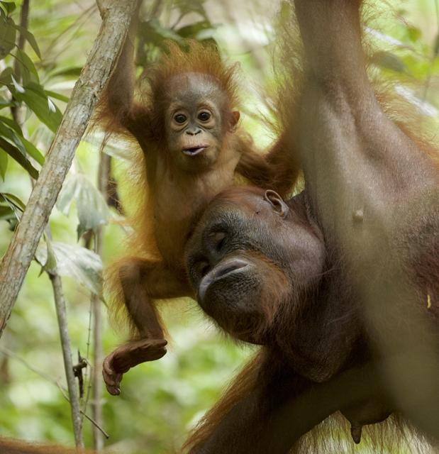 Una mamá orangután y su cría de 11 meses