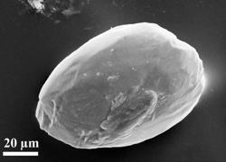 Imagen de microscopio electrónico de una partícula de polvo redondeado por el transporte eólico. Se originó en el desierto del Sahara y se encontró sedimentos de 7,2 millones de años de antigüedad en Grecia