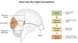 Las partes del cerebro afectadas por el proceso de la lectura