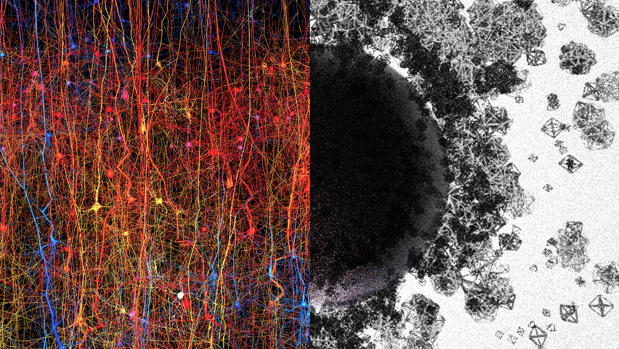 La imagen ilustra un universo de estructuras y espacios multidimensionales. A la izquierda, una copia digital de una parte de la corteza cerebral, la parte más evolucionada del cerebro. A la derecha, formas de diferentes tamaños y geometrías intentan representar estructuras que van desde 1 dimensión a 7 dimensiones y más allá. El «agujero negro» en el medio simboliza un complejo de espacios multidimensionales o cavidades