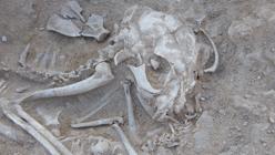 Restos de un gato en el sitio de Hieracómpolis