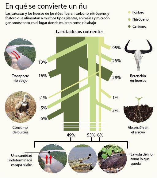 Flujo de nutrientes tras la muerte de los ñúes