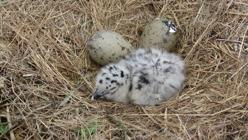 Un polluelo y dos huevos de gaviota