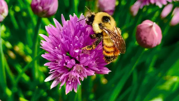 Una abeja recoge polen de una flor en Canadá