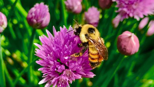 Una abeja recoge polen de una flor en Canadá