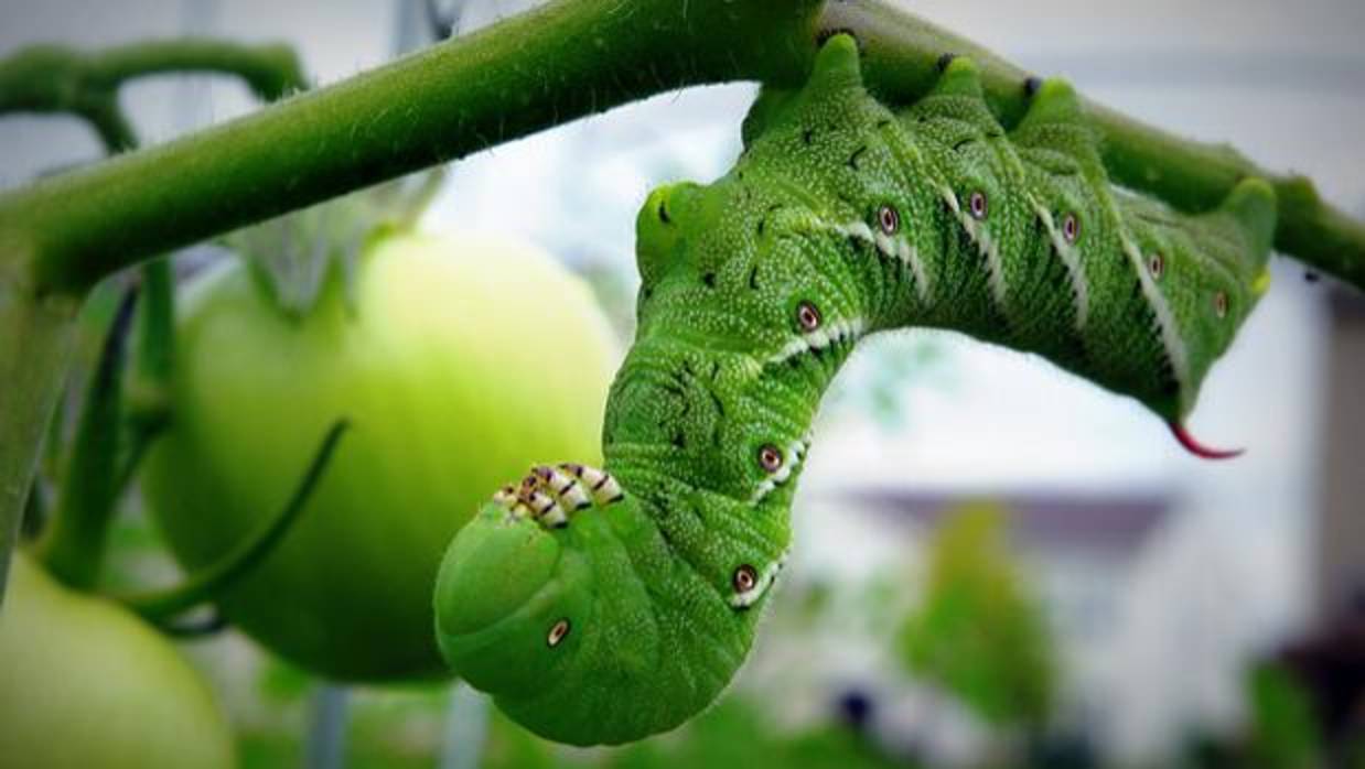 Una oruga en una planta de tomate