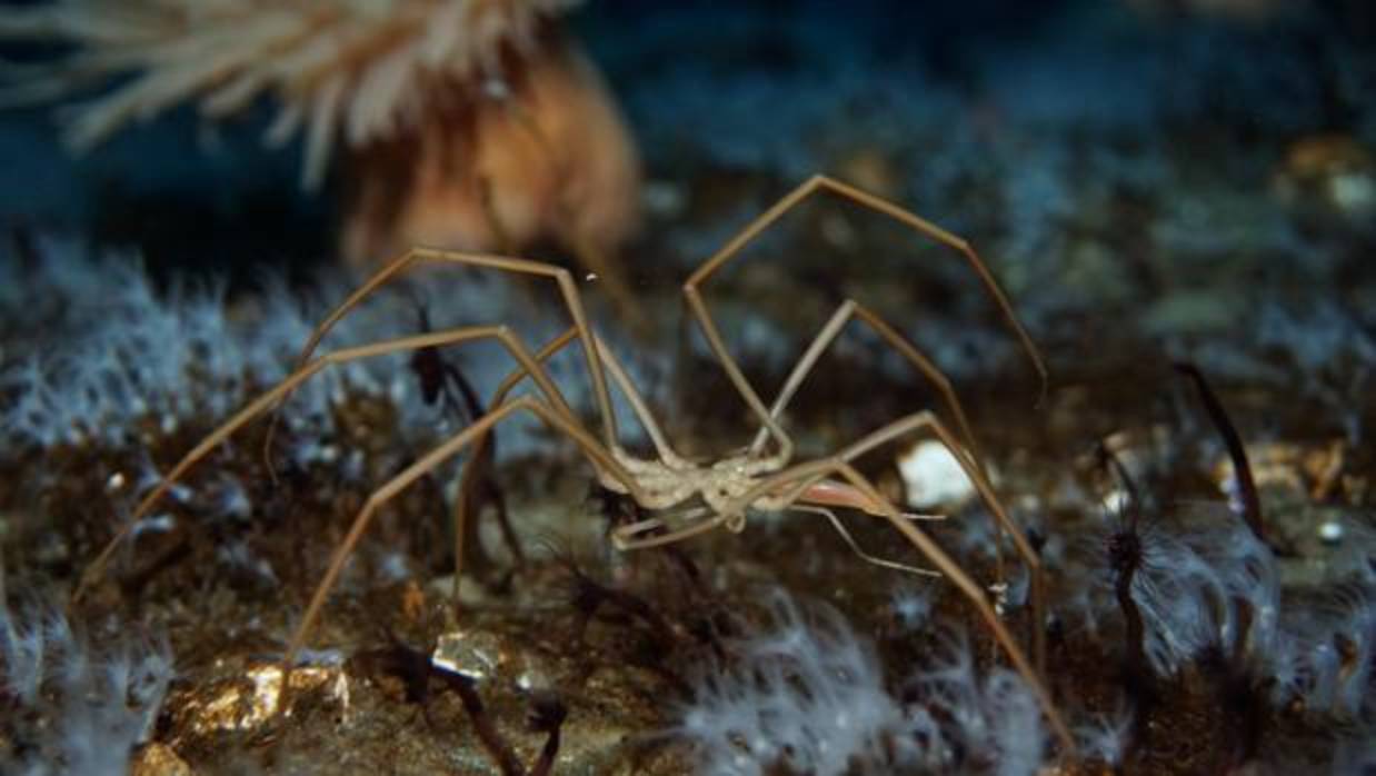 Una araña marina en el fondo del océano