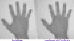 La imagen de la mano original (izquierda) y la reconstruida por la bacteria después de múltiples generaciones de crecimiento bacteriano