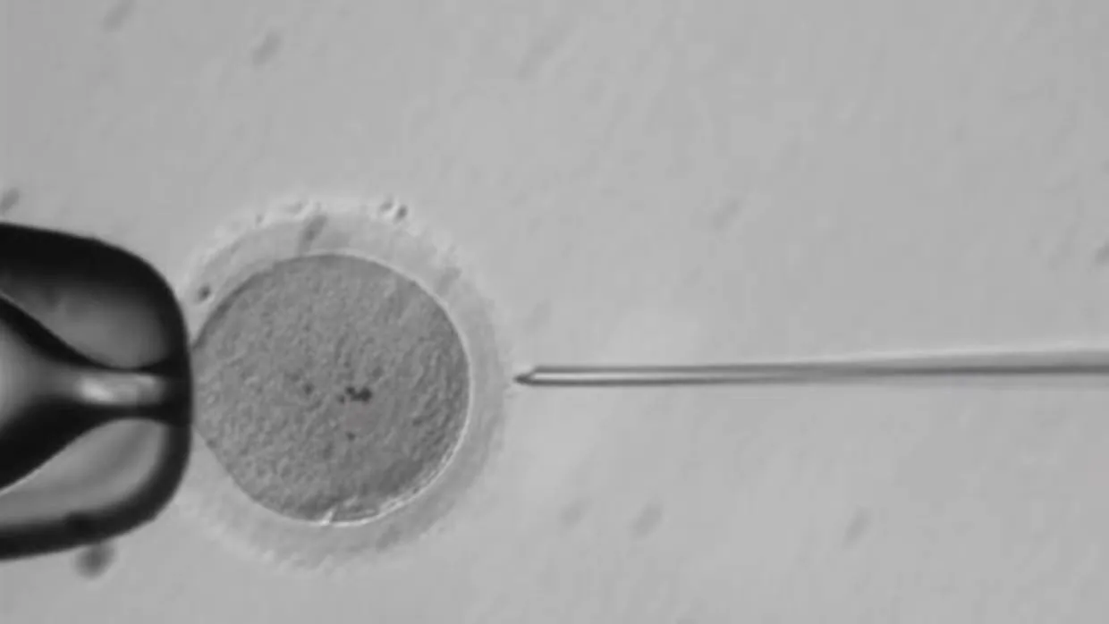Manipulación de un embrión humano