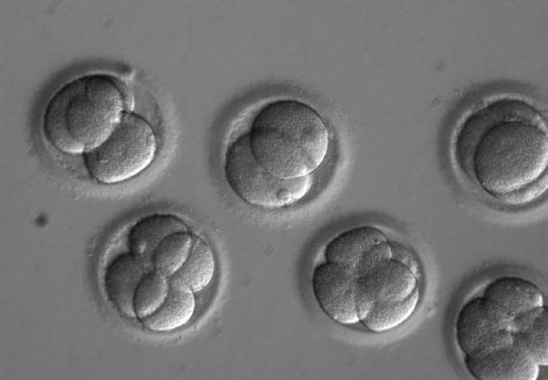 Los embriones corregidos con la técnica de edición genética y sin rastro de la mutación que causa la cardiomiopatía hipertrófica, dos días después del tratamiento
