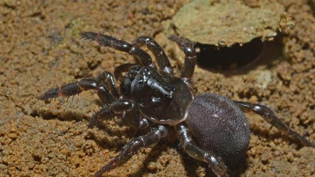 La araña que viajó 10.000 kilómetros para conquistar un continente